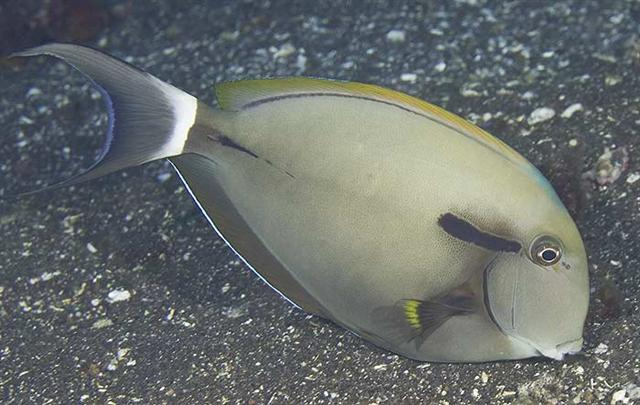  Acanthurus nigricauda (Epaulette Tang/Surgeonfish)